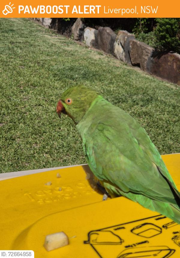 Found/Stray Unknown Bird last seen Boundary rd liverpool, Liverpool, NSW 2170
