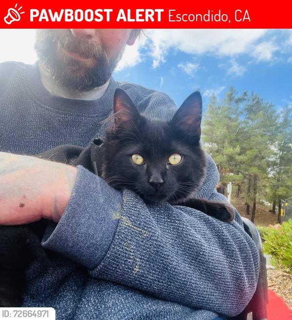 Lost Male Cat last seen Chilis / Olive Garden in Escondido , Escondido, CA 92025