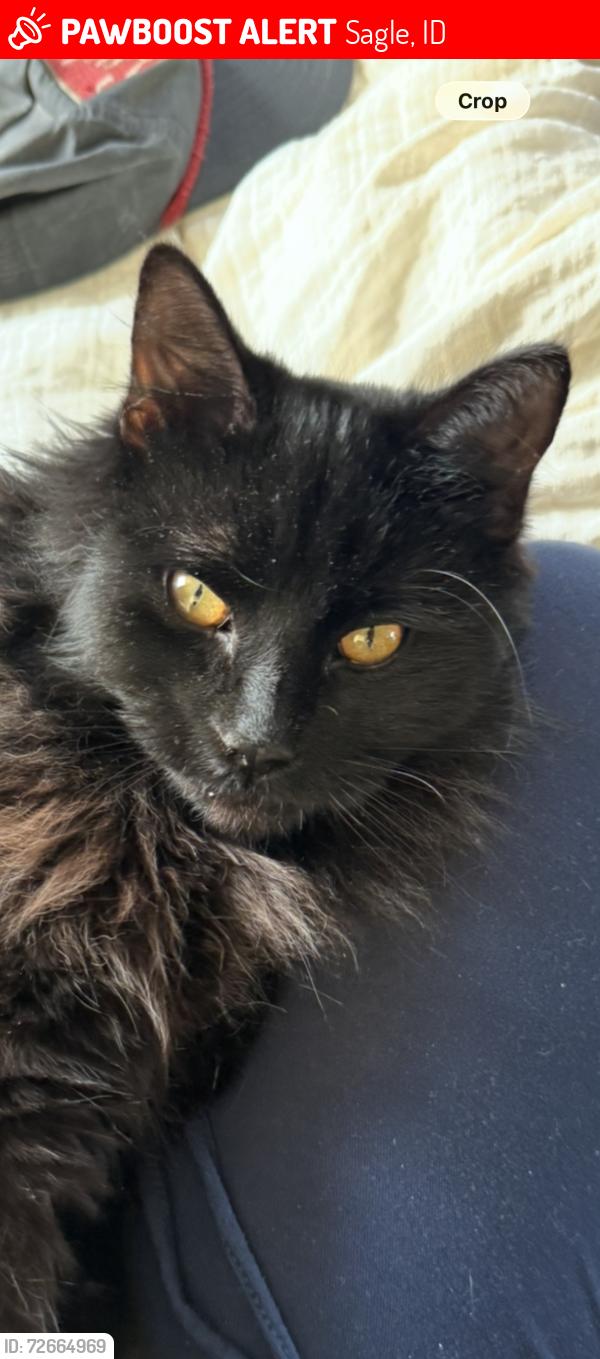 Lost Female Cat last seen Lignite, bottle bay, sagle Idaho , Sagle, ID 83860
