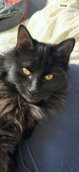 Lost Female Cat last seen Lignite, bottle bay, sagle Idaho , Sagle, ID 83860