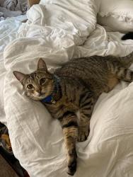 Lost Male Cat last seen Near Tucker dr canton ms , Canton, MS 39046