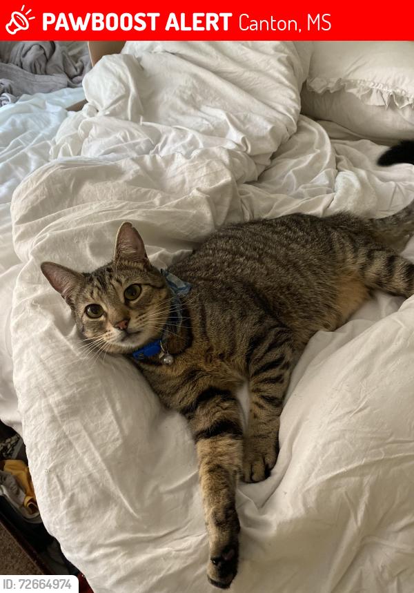 Lost Male Cat last seen Near Tucker dr canton ms , Canton, MS 39046