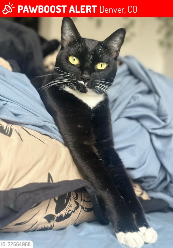 Lost Female Cat last seen Cherokee and Alameda/ W Byers Pl, Denver, CO 80223
