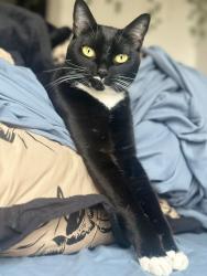 Lost Female Cat last seen Cherokee and Alameda/ W Byers Pl, Denver, CO 80223