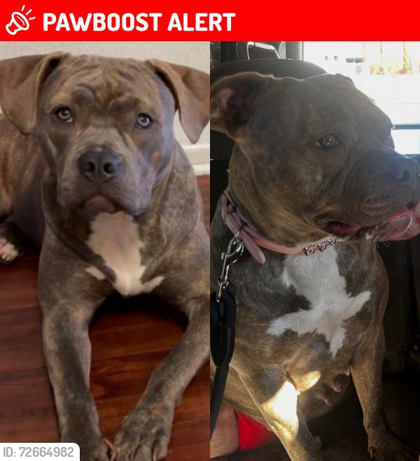 Lost Female Dog last seen Palmdale Bl, Los Angeles County, CA 93535