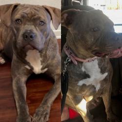Lost Female Dog last seen Palmdale Bl, Los Angeles County, CA 93535
