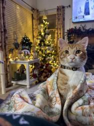 Lost Male Cat last seen Nason and ironwood , Moreno Valley, CA 92557
