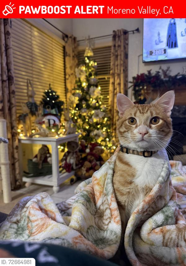 Lost Male Cat last seen Nason and ironwood , Moreno Valley, CA 92557