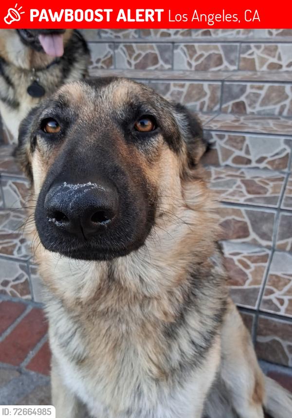 Lost Female Dog last seen Avalon Blvd., Los Angeles, CA 90011