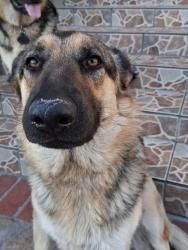 Lost Female Dog last seen Avalon Blvd., Los Angeles, CA 90011