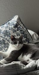 Lost Female Cat last seen There’s several hotels near and chilis and ihop and applebees, Seguin, TX 78155