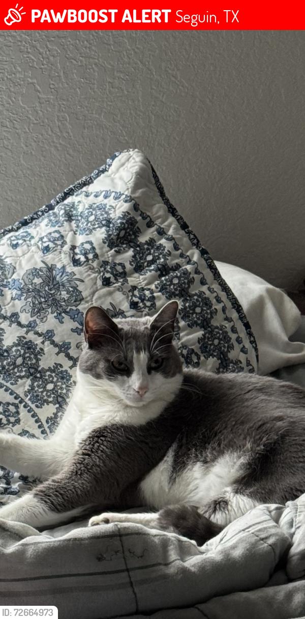 Lost Female Cat last seen There’s several hotels near and chilis and ihop and applebees, Seguin, TX 78155