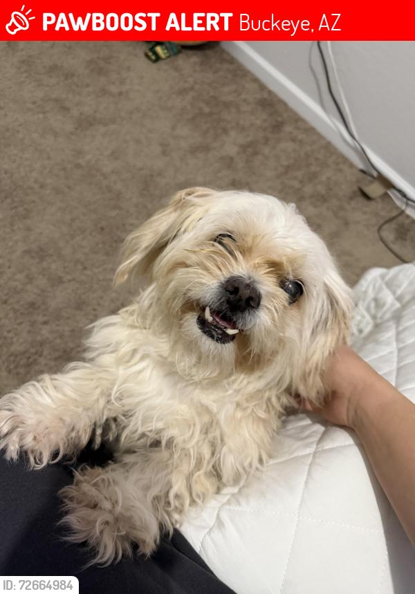 Lost Female Dog last seen Near S 246Th ln, Buckeye, AZ 85326