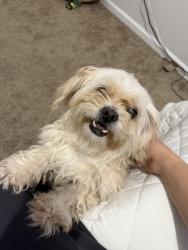 Lost Female Dog last seen Near S 246Th ln, Buckeye, AZ 85326