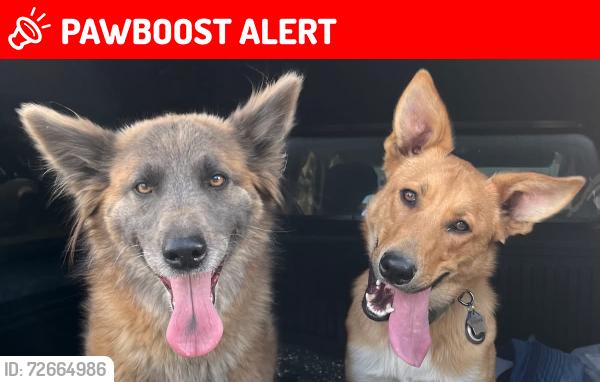 Lost Female Dog last seen Yampa and Uintah, Colorado Springs, CO 80904