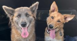 Lost Female Dog last seen Yampa and Uintah, Colorado Springs, CO 80904
