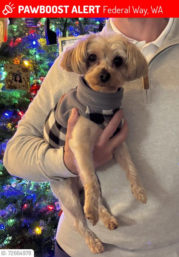 Lost Male Dog last seen 19th Ave SW & SW 352nd St. Federal Way, Federal Way, WA 98023