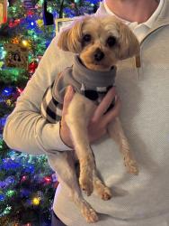 Lost Male Dog last seen 19th Ave SW & SW 352nd St. Federal Way, Federal Way, WA 98023