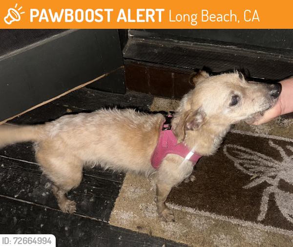 Found/Stray Male Dog last seen Maine Ave and N Park Cir, Long Beach, CA 90813