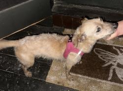 Found/Stray Male Dog last seen Maine Ave and N Park Cir, Long Beach, CA 90813