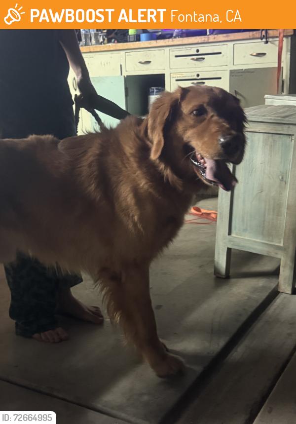 Found/Stray Male Dog last seen Pine valley dr & bay hill ln, Fontana, CA 92336