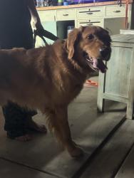 Found/Stray Male Dog last seen Pine valley dr & bay hill ln, Fontana, CA 92336
