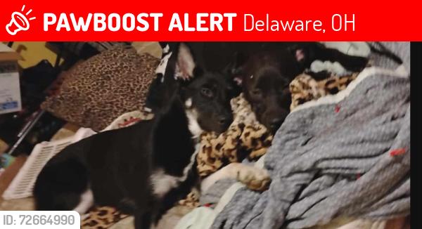 Lost Female Dog last seen Lake street, and Channing street by the river, Delaware, OH 43015