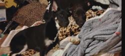 Lost Female Dog last seen Lake street, and Channing street by the river, Delaware, OH 43015