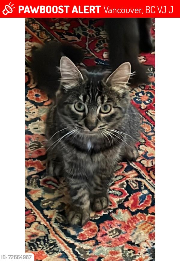 Lost Male Cat last seen Near west 14th avenue, Vancouver, BC V6J 2J9