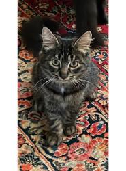 Lost Male Cat last seen Near west 14th avenue, Vancouver, BC V6J 2J9