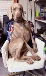 Lost Male Dog last seen Padgett & new stansbury , Turtletown, TN 37391