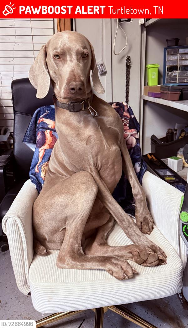 Lost Male Dog last seen Padgett & new stansbury , Turtletown, TN 37391