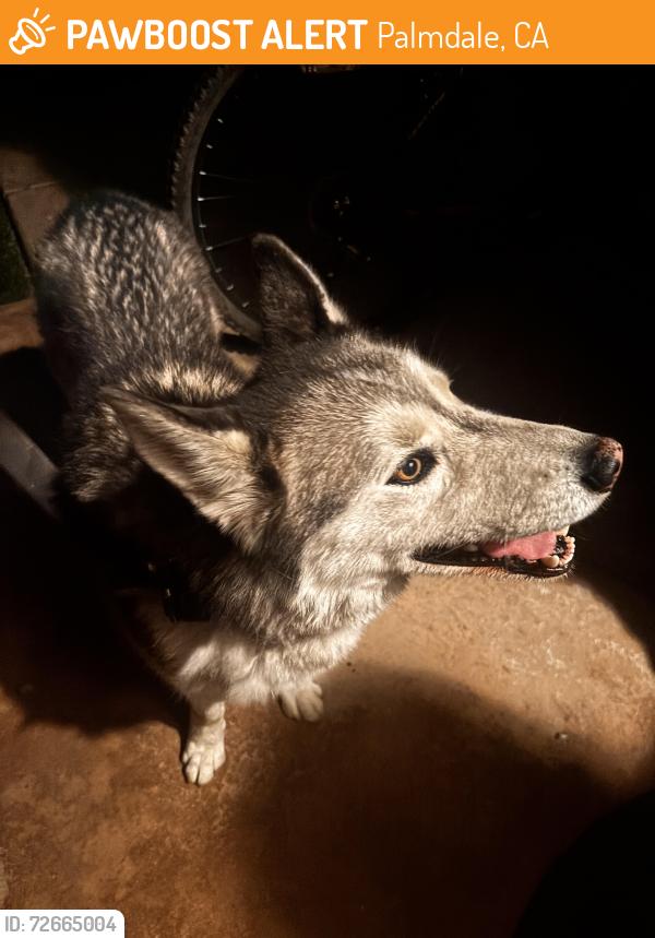 Found/Stray Unknown Dog last seen Palmdale blvd and 21st east by the post office , Palmdale, CA 93350