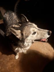 Found/Stray Unknown Dog last seen Palmdale blvd and 21st east by the post office , Palmdale, CA 93350