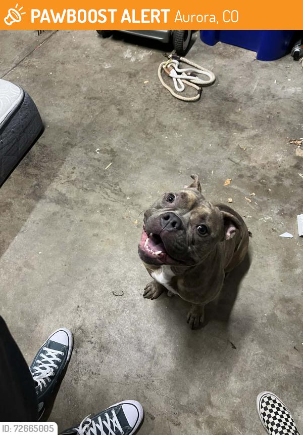 Found/Stray Male Dog last seen Iliff and Buckley, Aurora, CO 80013