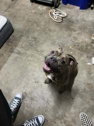 Found/Stray Male Dog last seen Iliff and Buckley, Aurora, CO 80013