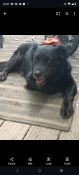 Lost Male Dog last seen Corner Landover and mariner, Spring Hill, FL 34609
