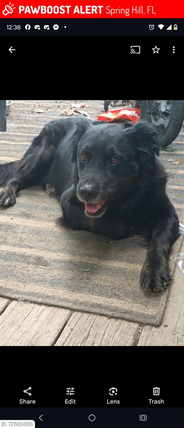 Lost Male Dog last seen Corner Landover and mariner, Spring Hill, FL 34609