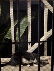 Found/Stray Unknown Cat last seen Lamar and Bancroft , Spring Valley, CA 91977