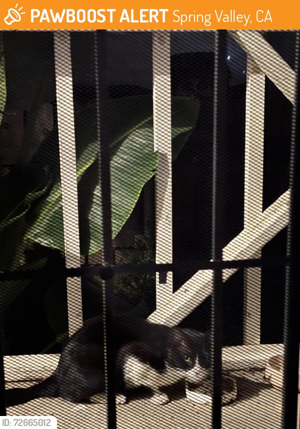 Found/Stray Unknown Cat last seen Lamar and Bancroft , Spring Valley, CA 91977