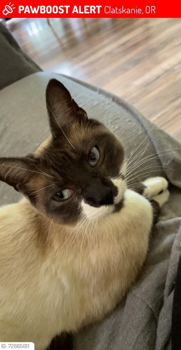 Lost Male Cat last seen Alston gas station, Clatskanie, OR 97016