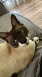 Lost Male Cat last seen Alston gas station, Clatskanie, OR 97016