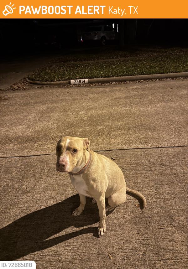 Found/Stray Female Dog last seen Greenway Village, Katy, TX 77494