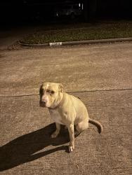 Found/Stray Female Dog last seen Greenway Village, Katy, TX 77494