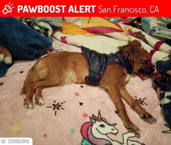 Lost Female Dog last seen Jones St & ofarrell st , San Francisco, CA 94102