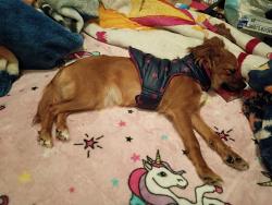Lost Female Dog last seen Jones St & ofarrell st , San Francisco, CA 94102