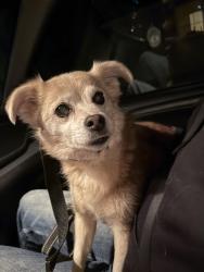 Found/Stray Unknown Dog last seen Vista st. In Madrona Beach neighborhood , Camano, WA 98282