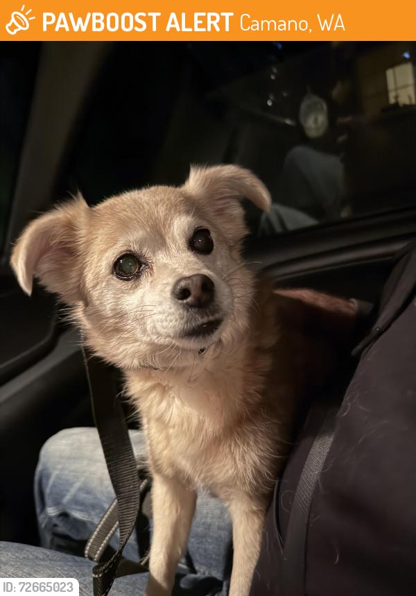 Found/Stray Unknown Dog last seen Vista st. In Madrona Beach neighborhood , Camano, WA 98282