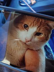 Lost Male Cat last seen Old Highway 80, El Cajon, CA 92021