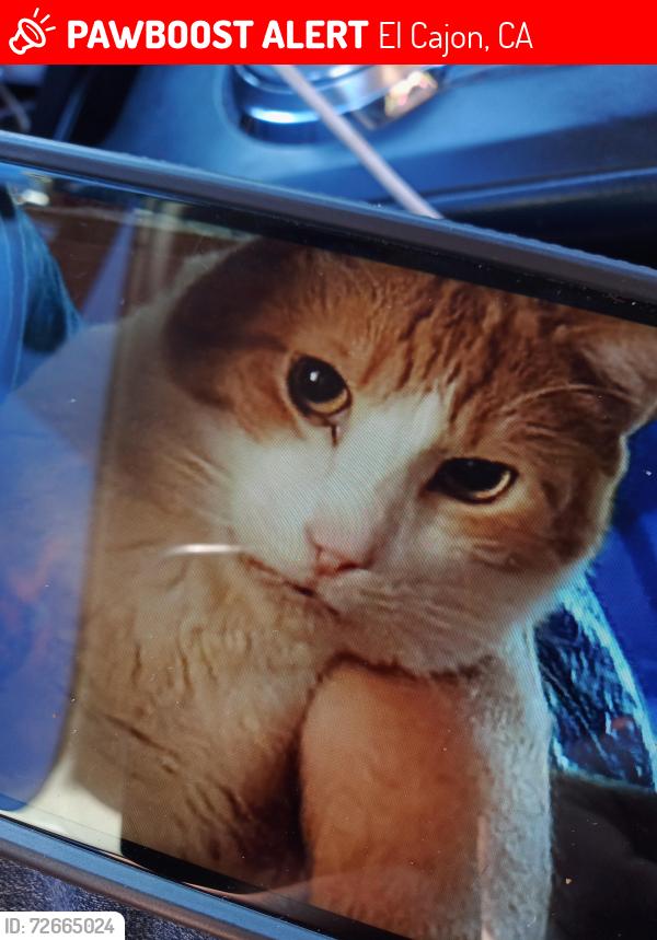 Lost Male Cat last seen Old Highway 80, El Cajon, CA 92021